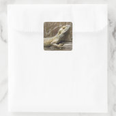 Bearded Dragon Reptile Stickers (Tas)