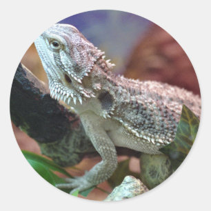 Bearded Dragon Stickers