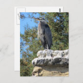 Bearded Heron Briefkaart (Voorkant / Achterkant)