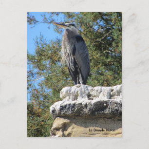 Bearded Heron Briefkaart
