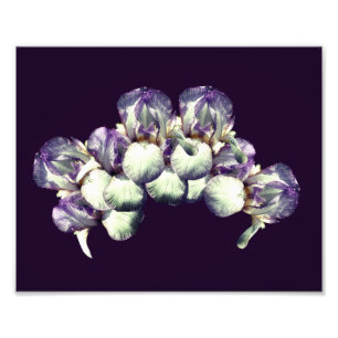 Bearded Iris Bloemen Boeket 8x10 Foto Afdruk