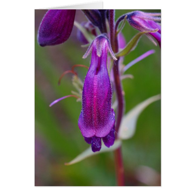 Beard's Tongue.Crested Butte (Voorkant)