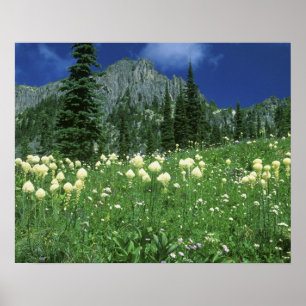 Beargras bij Eunice Lake, Mt. Rainier NP, WA, Poster