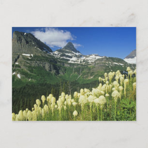 Beargrass bij Logan Pass in Gacier National Briefkaart