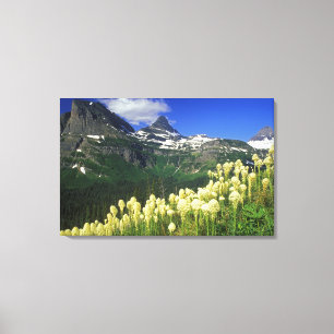 Beargrass bij Logan Pass in Glacier National Park Canvas Afdruk