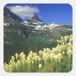 Beargrass bij Logan Pass in Glacier National Park Vierkante Sticker