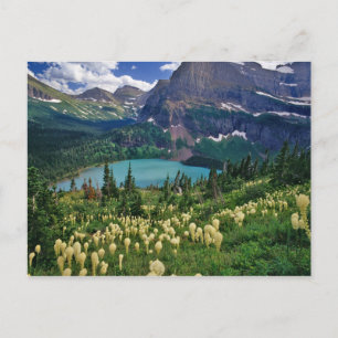 Beargrass boven Grinnell Lake in de Many Briefkaart