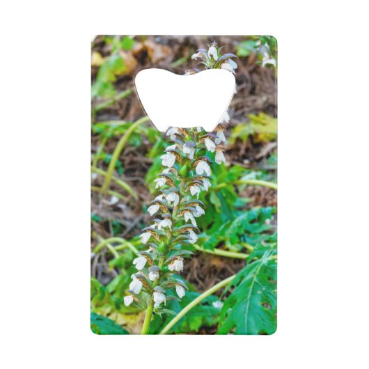 Bear's Breeches Kredietkaart Flessenopener (Voorkant)