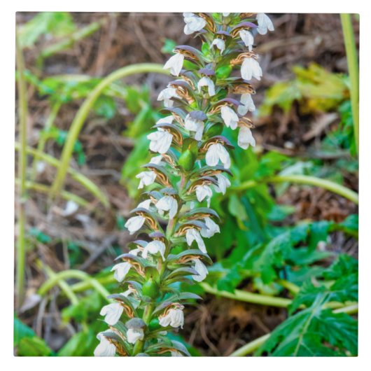 Bear's Breeches Tegeltje (Voorkant)