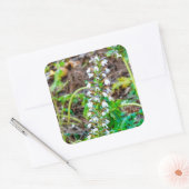 Bear's Breeches Vierkante Sticker (Envelop)