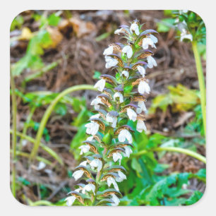 Bear's Breeches Vierkante Sticker