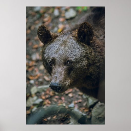 BEARY THOUGHTS POSTER (Voorkant)