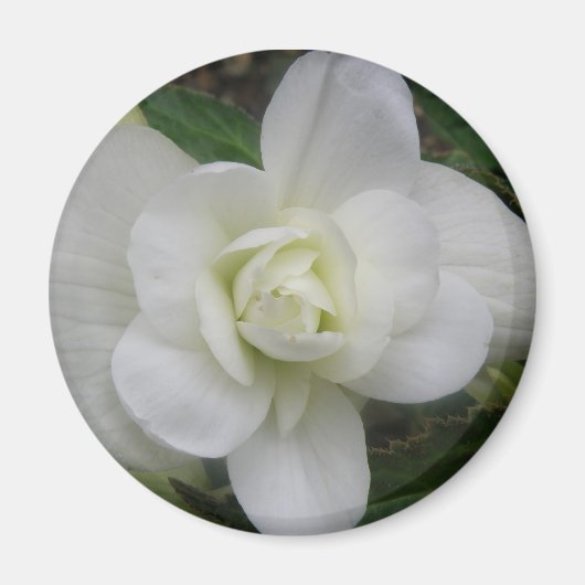 Beau Aimant d'oeillet blanc (Devant)