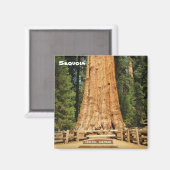 Beau Aimant Sequoia ! (Recto/Verso)