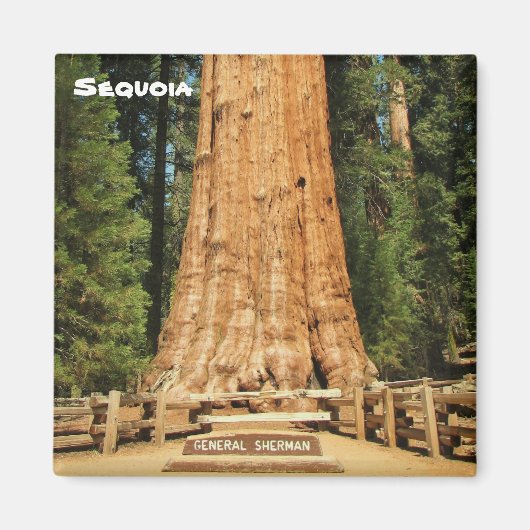 Beau Aimant Sequoia ! (Devant)