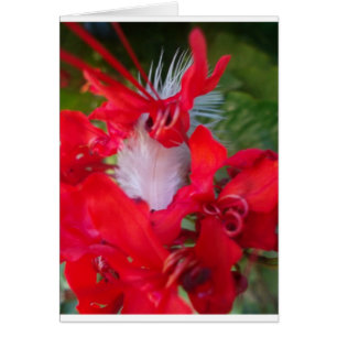 Beau Alien Crimson.jpg