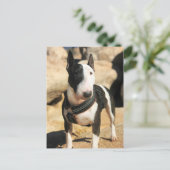 Beau Anglais Bull Terrier Carte photo (Debout devant)