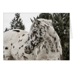 Beau Appaloosa Horse, Western, Appy