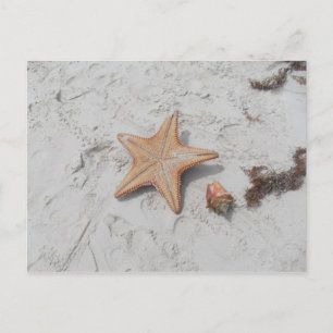 Beau Bahamas Starfish Shell Briefkaart
