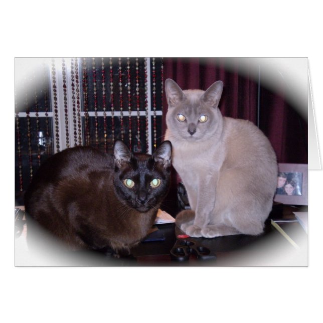 Beau birman (Devant horizontal)