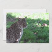 Beau Bobcat - Carte Plat (Devant)