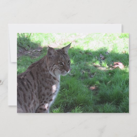 Beau Bobcat - Carte Plat (Devant)