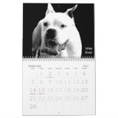 Beau calendrier de chien de Bullys 2011 (Feb 2027)