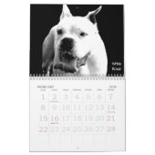 Beau calendrier de chien de Bullys 2011 (Feb 2026)