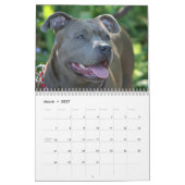 Beau calendrier de chien de Pitbulls 2014 (Mar 2027)