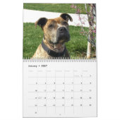 Beau calendrier de chien de Pitbulls 2018 (Jan 2027)