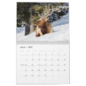 Beau calendrier de la faune de Yellowstone (Mar 2027)