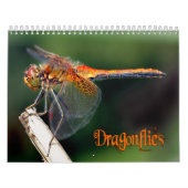 Beau calendrier de libellules (Protection)