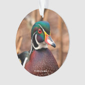 Beau canard à bois mâle dans les bois (devant)