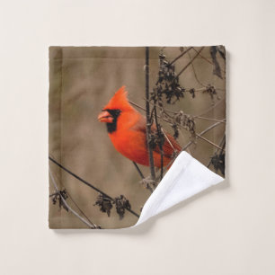 Beau Cardinal du Nord
