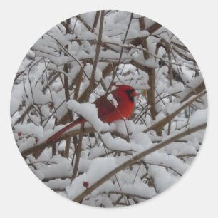 Beau Cardinal Rouge dans Sticker Arbre Rempli Neig