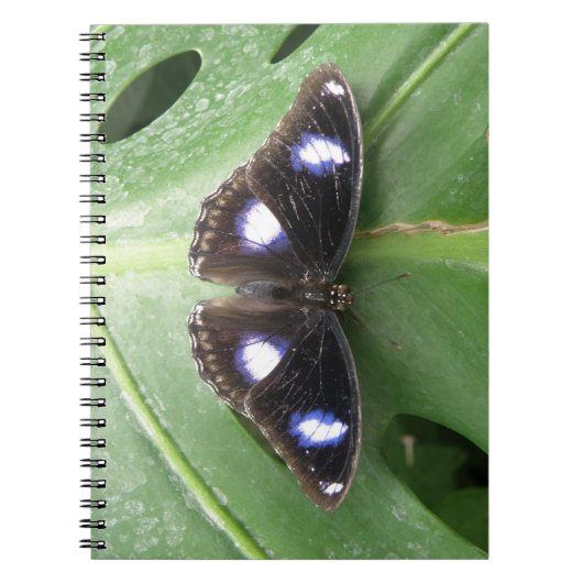 Beau Carnet à papillon bleu tacheté (Devant)