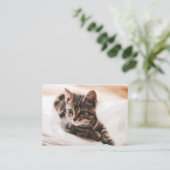 Beau carte de visite de chaton (Debout devant)