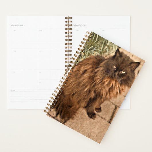 Beau chat (Devant avec enveloppe)