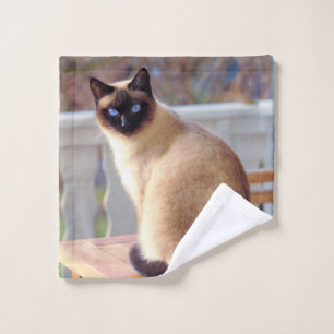 Beau chat siamois avec yeux bleus