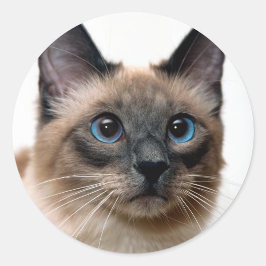 Beau chat siamois Photo Classic Sticker rond (Devant)