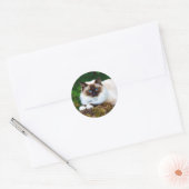 Beau chat siamois Photo Classic Sticker rond (Enveloppe)