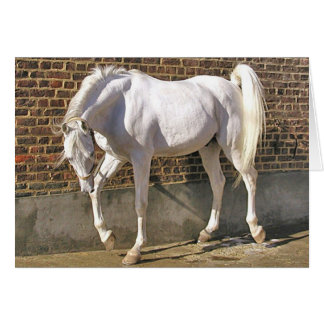 Beau cheval Arabe blanc