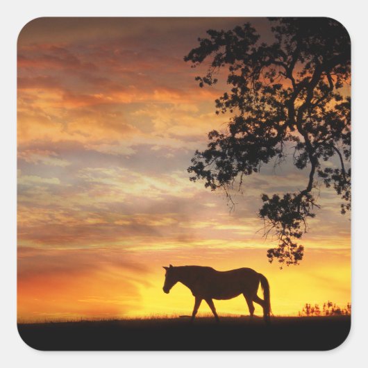 Beau Cheval dans un Stickers Coucher de Soleil Fie (Devant)