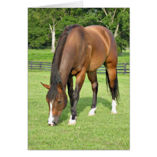 Beau cheval de baie