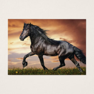 Beau Cheval Noir