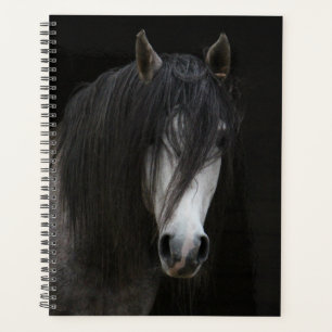Beau Cheval noir et blanc