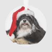 Beau chien de Havanese de Noël avec le casquette (dos)
