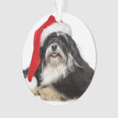 Beau chien de Havanese de Noël avec le casquette (devant)