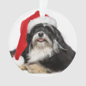 Beau chien de Havanese de Noël avec le casquette (devant)