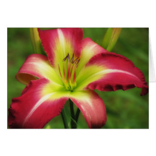 Beau contraste - Daylily